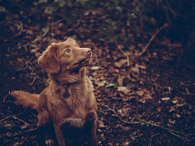 long-coated brown dog looking up thumbnail