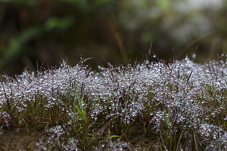 selective focus photography of grass field thumbnail