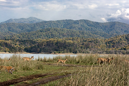 Landscape, forest, lake, tiger,a deer, in Ramnagar, India thumbnail