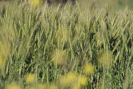 landscape, nature, field, summer thumbnail