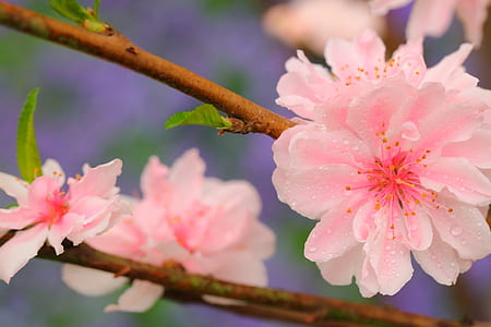shallow focus photography of pink flowers with green leaf during daytime thumbnail