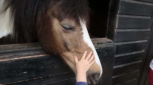 person touching horse face thumbnail