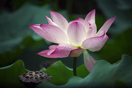selective focus closeup photo of pink lotus thumbnail