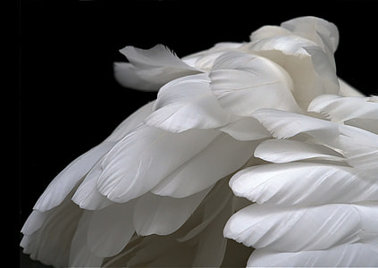 white feathers thumbnail