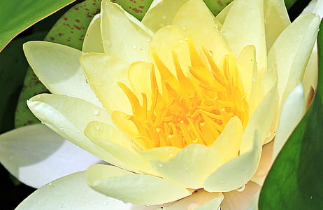 close-up photo of yellow petaled flower with dew drop thumbnail