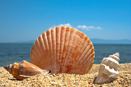 photograph of there sea shells on sand thumbnail