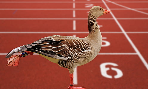 brown bird thumbnail