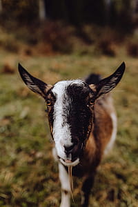 A cute brown goat on pasture thumbnail