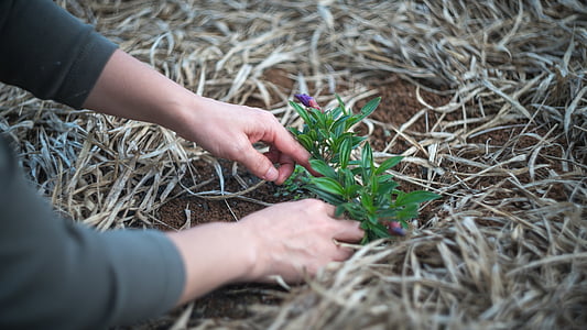 person holding green leafed plant thumbnail