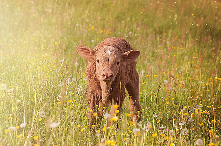 brown cattle surrounded by yellow petaled flowers thumbnail