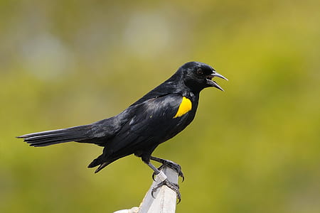Black and Yellow Crow thumbnail
