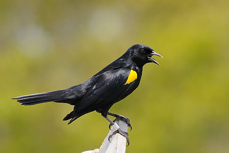 black and yellow short-beck claw foot bird thumbnail