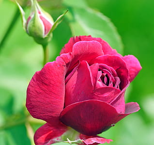 closeup photo of red rose thumbnail