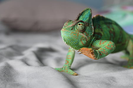 green iguana thumbnail