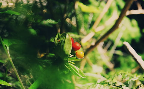 selective-focus photography of red and yellow fruits thumbnail