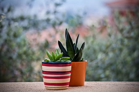 two green succulent plants on pots selective focus photography thumbnail