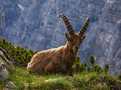 brown deer sitting on green grass front of mountain at daytime thumbnail