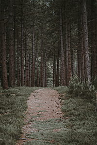 Path through a forest thumbnail