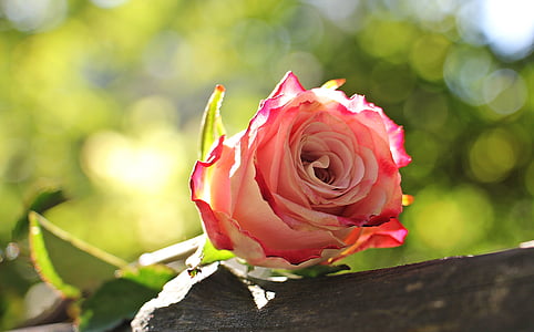 selective focus photography of pink flower bud thumbnail