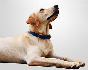 closeup photo of adult Labrador retriever thumbnail