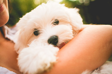 Hugging Maltese Dog Puppy thumbnail
