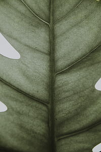 closeup photo of green leaf thumbnail