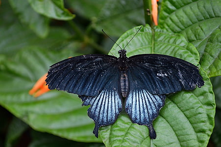 black and white papilio butterfly on green leaf thumbnail
