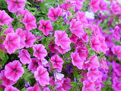 pink petunia flowers thumbnail