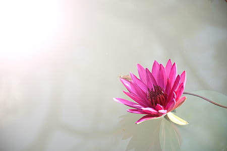 pink lotus flower thumbnail