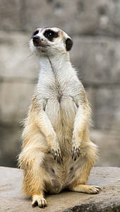 selective focus photography of meerkat thumbnail