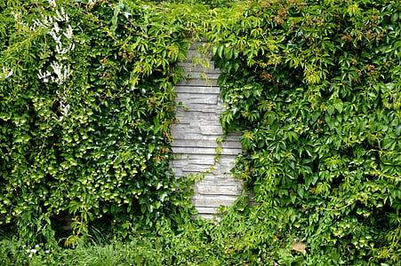 green leafed thumbnail