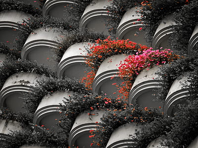 red and pink flowers on white pot thumbnail