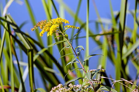 yellow goldenrod flowers in bloom thumbnail