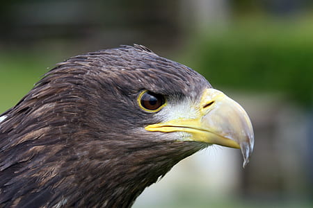 selective focus photography of black eagle thumbnail