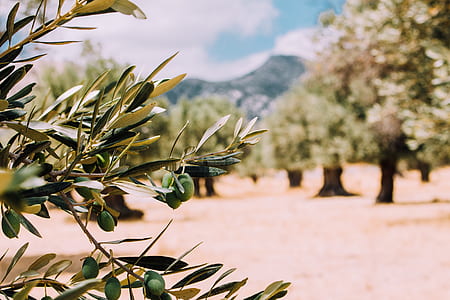 green leaves thumbnail