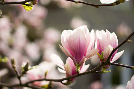 Blooming Flower, Magnolia Flower thumbnail