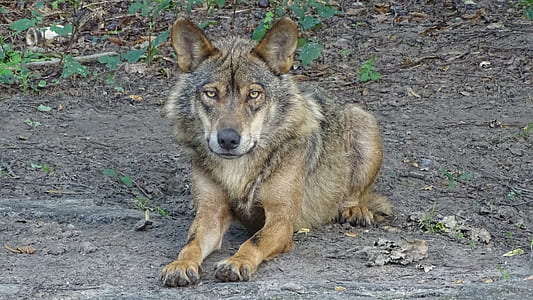 adult brown Czechoslovakian wolfdog lying on ground thumbnail
