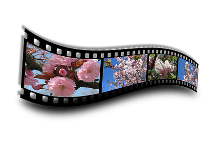 camera film displaying cherry blossoms thumbnail