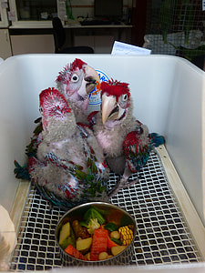 Parrots, Parrot Breeding thumbnail