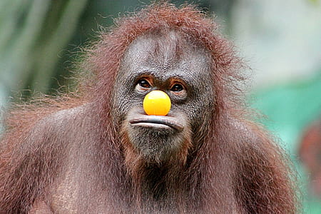 brown primate with yellow ball toy on its face thumbnail