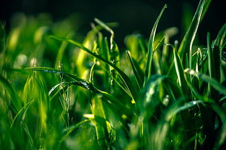 nature, water, grass, park thumbnail
