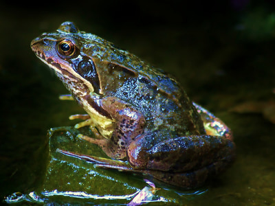 brown frog thumbnail