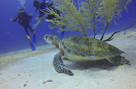 underwater photo of sea turtle near two divers thumbnail