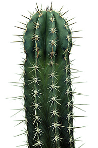 cactus with white background thumbnail