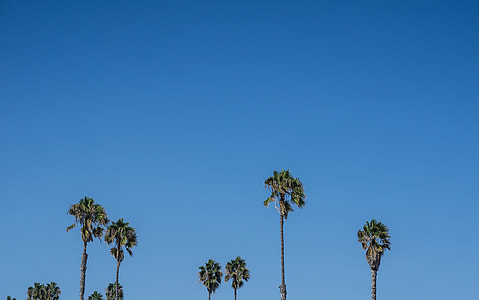 palm trees under clear blue sky thumbnail