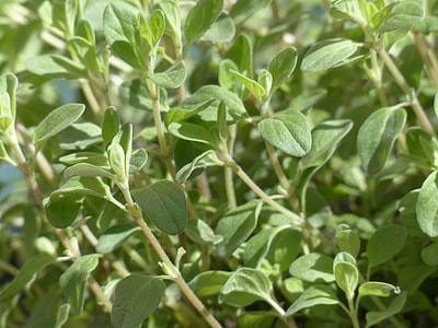 green leafed plants thumbnail