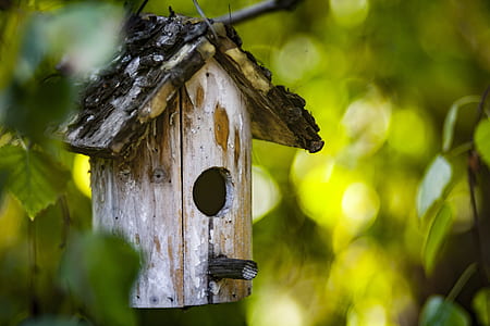 bokeh photography of brown birdhouse thumbnail