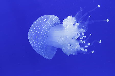 jellyfish thumbnail