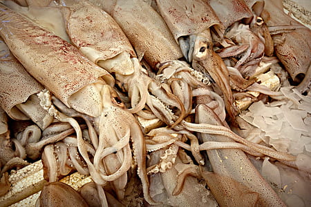 pile of squids thumbnail