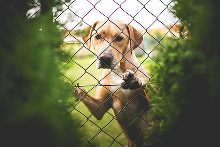 Golden Retriever Behind The Fence thumbnail